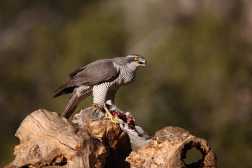 eurasian goshawk rare bird