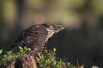 eurasian goshawk rare bird