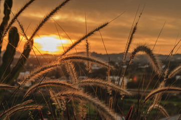 ears of wheat in the rays of the sun