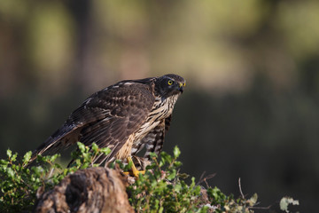 eurasian goshawk rare bird
