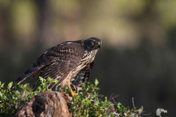 eurasian goshawk rare bird