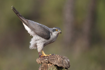 eurasian goshawk rare bird