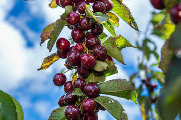 Picking cherries at Odem