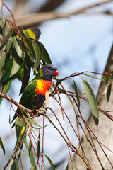 Obraz premium Allfarblori (Trichoglossus haematodus) sitzt auf einem Ast in Australien