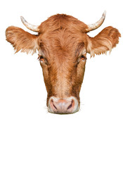 big head cow on a white background