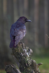 Rabenkrähe (Corvus corone) sitzt auf einem Baumstamm