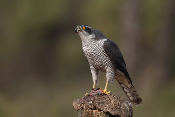eurasian goshawk rare bird