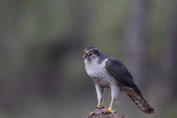 eurasian goshawk rare bird