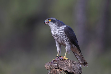 eurasian goshawk rare bird