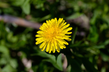 Yellow dandelion on the green background
