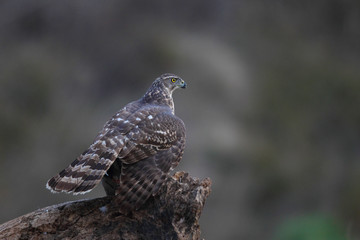 eurasian goshawk rare bird