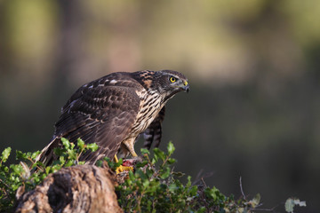 eurasian goshawk rare bird