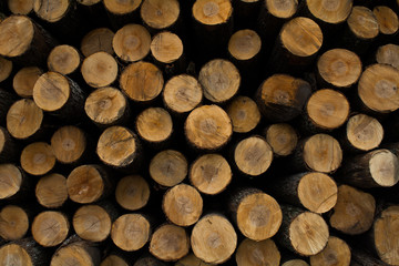 felled tree trunks, logs, timber, business, sawmill, industry, saw,
