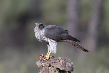 Eurasian goshawk hunting season