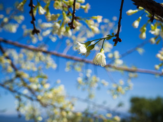 Thai Sakura or Cherry blossom in Chiang mai, Thailand. White sakura