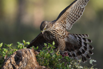 Eurasian goshawk hunting season