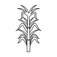 sugar cane isolated icon vector illustration design
