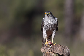 Eurasian goshawk hunting season