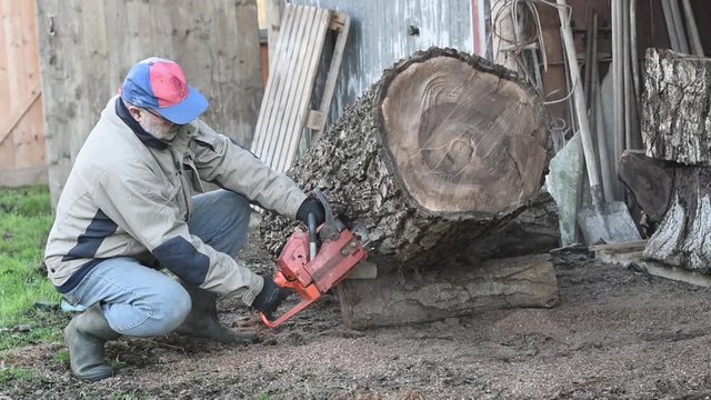 Man With Chainsaw Cutting Walnut Log.