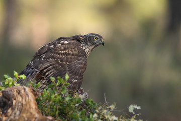 Eurasian goshawk hunting season