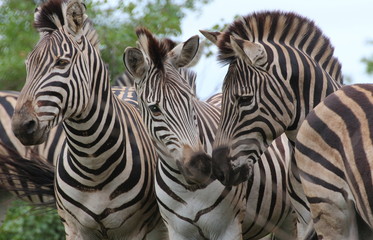 Fototapeta na wymiar Zebra Face