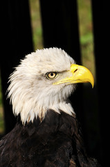 American Bald Eagle