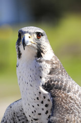 Gyr-Peregrine Falcon