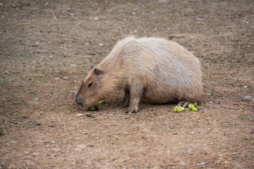 A capybara eating some fruit in a zoo