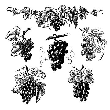 Set of clusters of grapes
