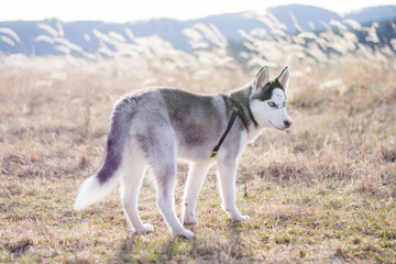 Young Husky, captured on a walk in nature.