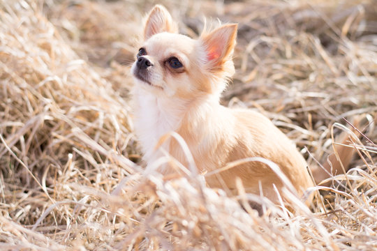 A Chihuahua looking up, siting and waiting. Taken outdoor in nat