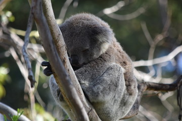 koala
