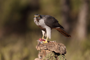 Eurasian goshawk hunting season