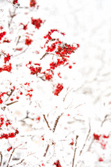 red ashberry and white snow