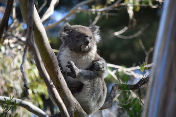 koala