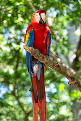 red, blue, yellow ara parrot outdoor © be free