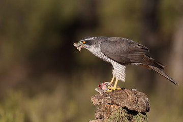 Eurasian goshawk hunting season