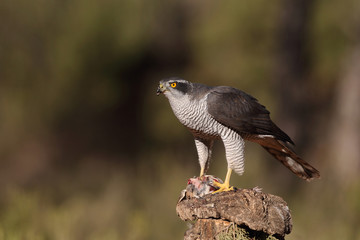 Obraz premium Eurasian goshawk hunting season