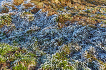 Grass and leaves after light freeze