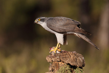 Eurasian goshawk hunting season