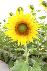 Obraz premium sunflower background