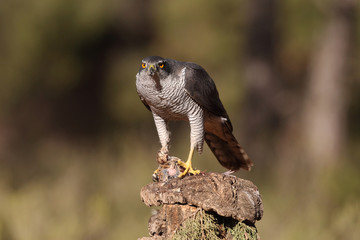 Eurasian goshawk hunting season