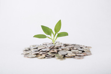 Concept. Plant Growing In Savings Coins - Investment And Interes