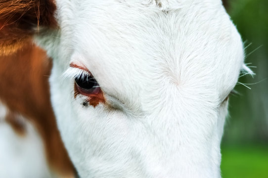 Cow Calf's Eyes