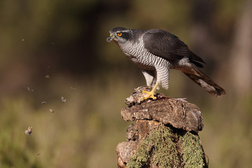 Obraz premium Eurasian goshawk hunting season
