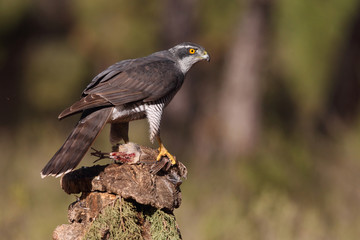 Eurasian goshawk hunting season