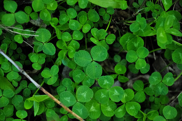 Clover macro photo