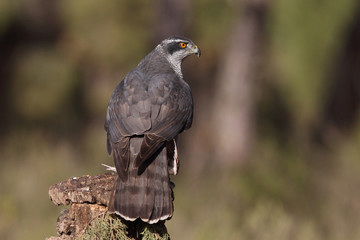 Eurasian goshawk hunting season