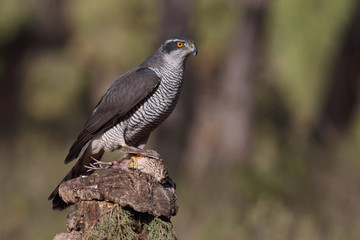 Eurasian goshawk hunting season