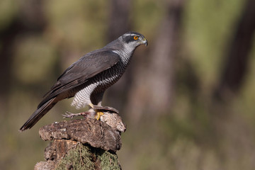 Eurasian goshawk hunting season